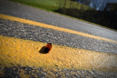 High angle view of lizard on road