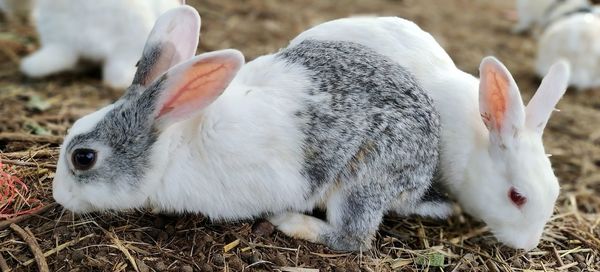 Rabbit couple at its beauty