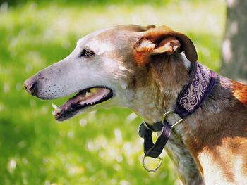 Close-up of dog looking away