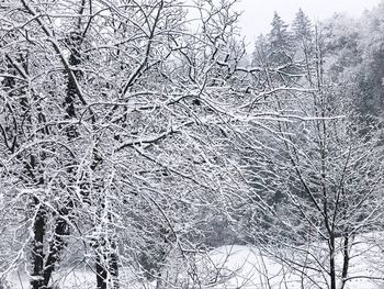 Bare trees on snow covered land