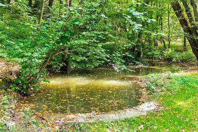 Scenic view of waterfall in forest