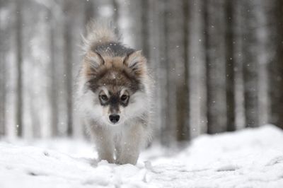 Portrait of an animal on snow covered land