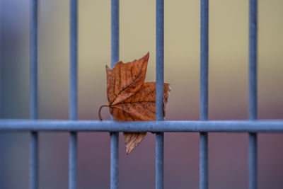 Close-up of fence in cage