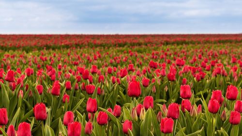 Close-up of tulips in field against cloudy sky