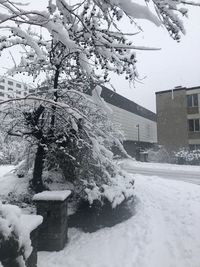 Snow covered plants by building during winter