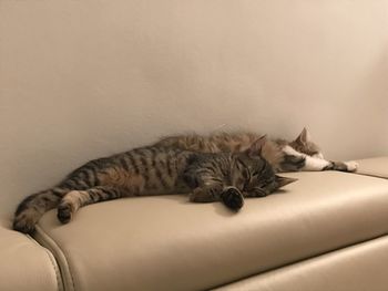 Close-up of cat lying on bed at home