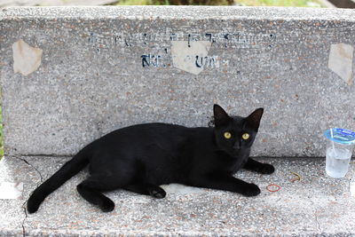 Portrait of black cat sitting outdoors