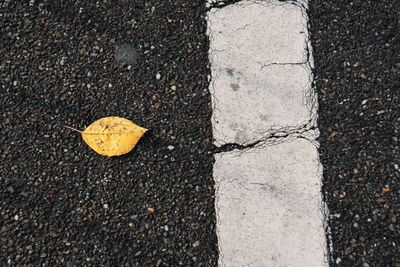 Close-up of yellow autumn leaf on road