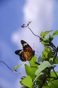 Close-up of butterfly pollinating flower