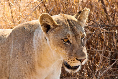 Close-up portrait of lion