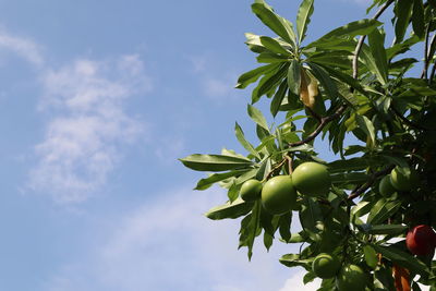 Low angle view of fruits growing on tree against sky