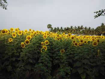 Scenic view of sunflower field against sky