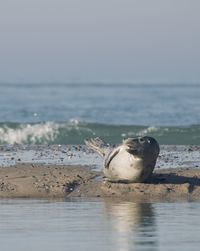 Seal smiling at the camera