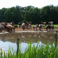 Cows grazing on grassy field