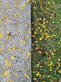 Close-up of yellow flowers