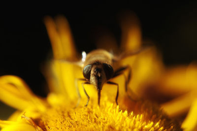 Macro shot of honey bee pollinating on yellow flower