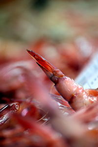 Close-up of seafood