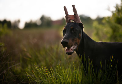 Close-up of a dog on field