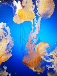 Close-up of jellyfish against blue background