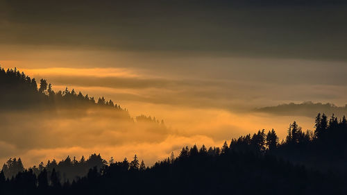 Hills and trees in fog, foggy landscape