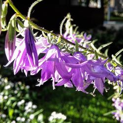 Close-up of butterfly on purple flower