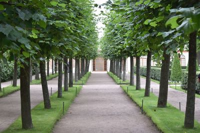 Footpath amidst trees in park