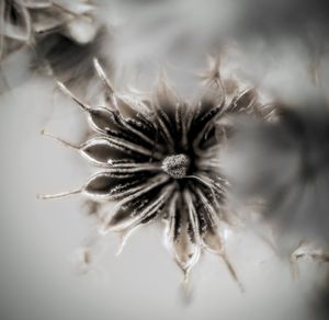 Close-up of dandelion