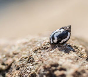 Close-up of a shell on sand