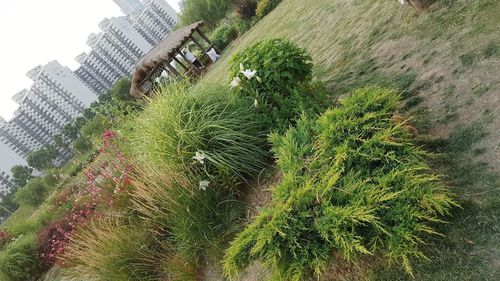 High angle view of trees growing by building