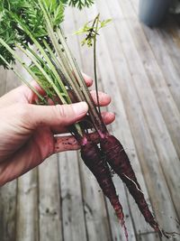 Close-up of hand holding plant