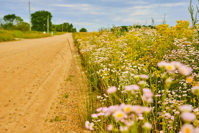 Close-up of flowering plants on field