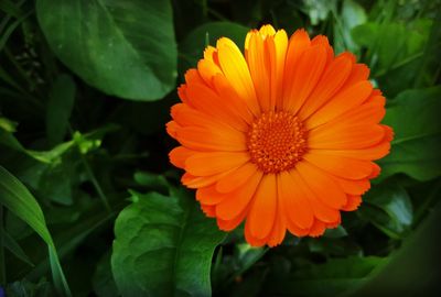 Close-up of orange flower