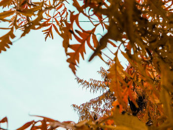 Low angle view of tree against sky during autumn