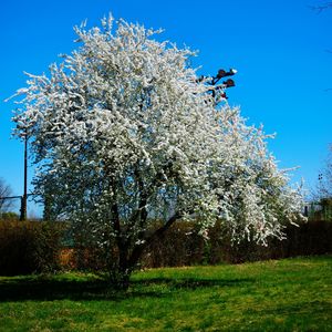 Flower tree against sky