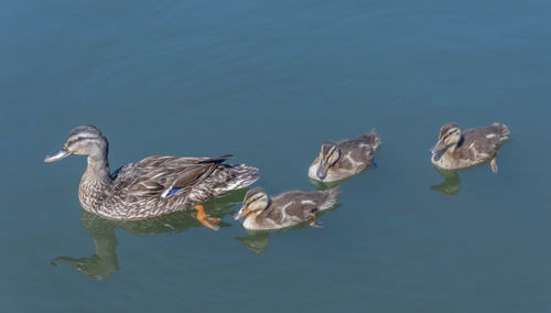 High angle view of birds swimming in lake