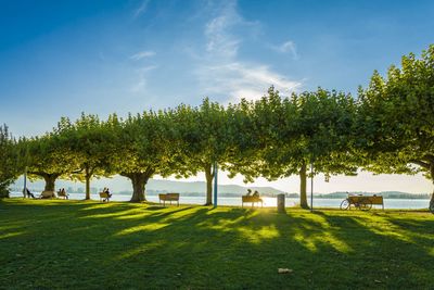 Trees at park against blue sky