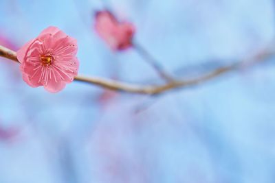 Close-up of flower against sky