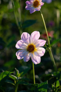 Close-up of purple flowering plant on field