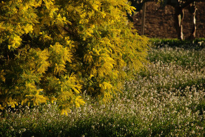 Close-up of yellow flower plants