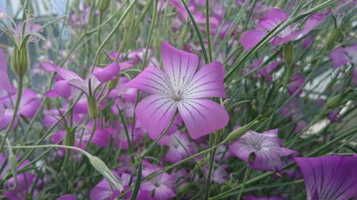 Close-up of pink flowering plants on field