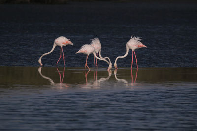 View of birds in water