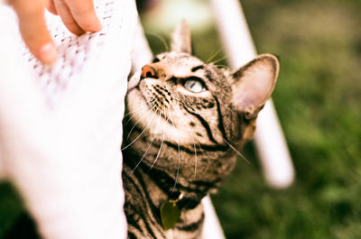 Close-up of hand holding cat