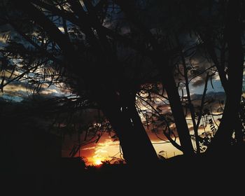 Silhouette of trees at sunset