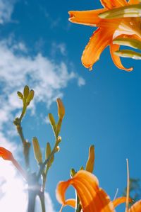 Low angle view of flowering plant against sky