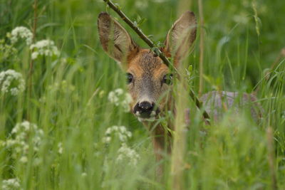 Portrait of roe deer amidst grass