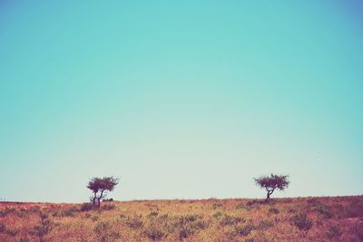 Scenic view of field against clear sky