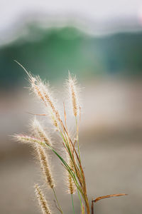 Close-up of stalks against blurred background