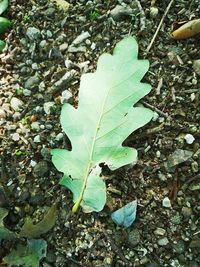 High angle view of leaf on field