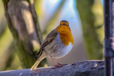 Close-up of bird perching on wood