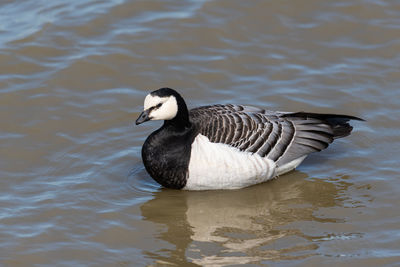 Close-up of duck swimming in lake